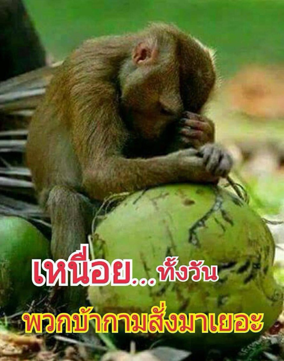 witoonpit56's tweet photo. น่าสงสาร https://t.co/NhGDOPQvMp