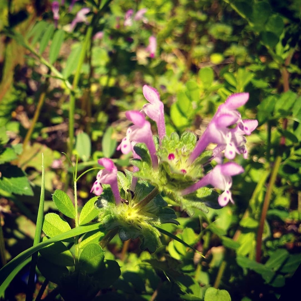 三階草 Twitter Search