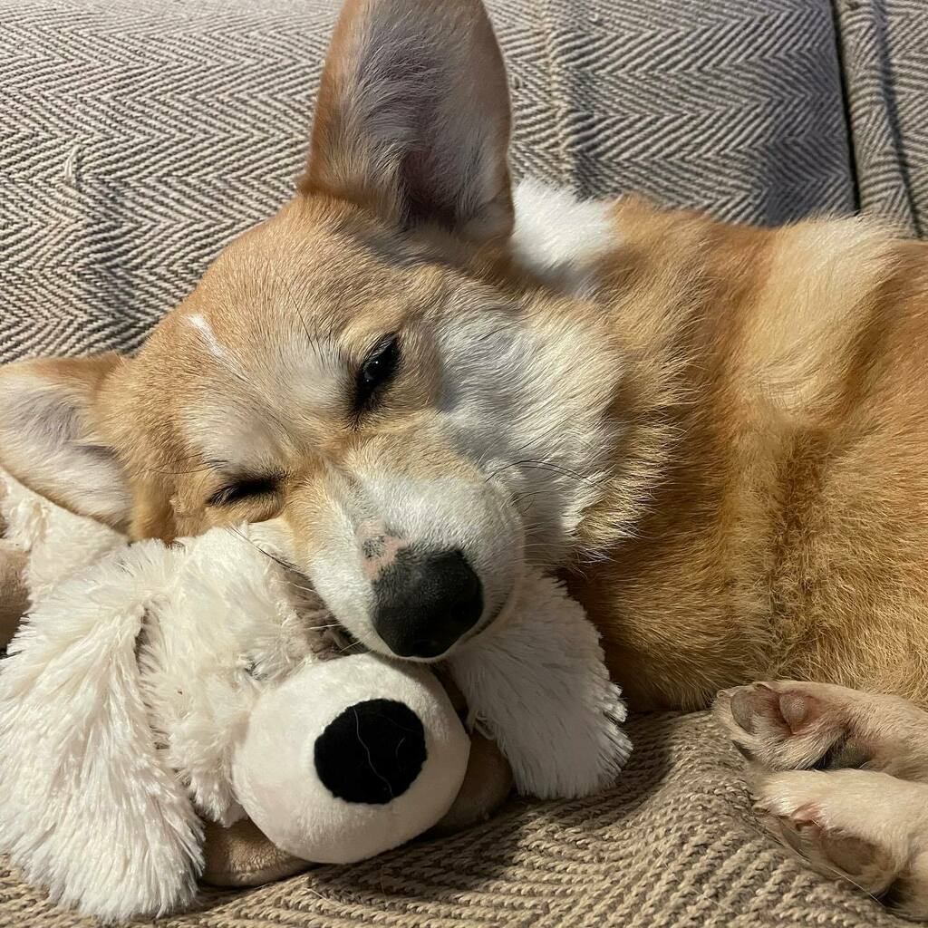 NuggetCorgi's tweet photo. Sweet dreams my friends 💤
.
.
.
.
.
https://t.co/4y9PfrzLtJ
.
#welshcorgi #corgisofinstagram #corgilove #corgisareawesome #dogsofinstagram #corgi #instacorgi #corgi_IG #corgiears #corgipower #myfavcorgi #corgiworld_feature #corgisgonnacorg #corgip… https://t.co/YMuVKtKmE1 https://t.co/F4dnWxpAhp