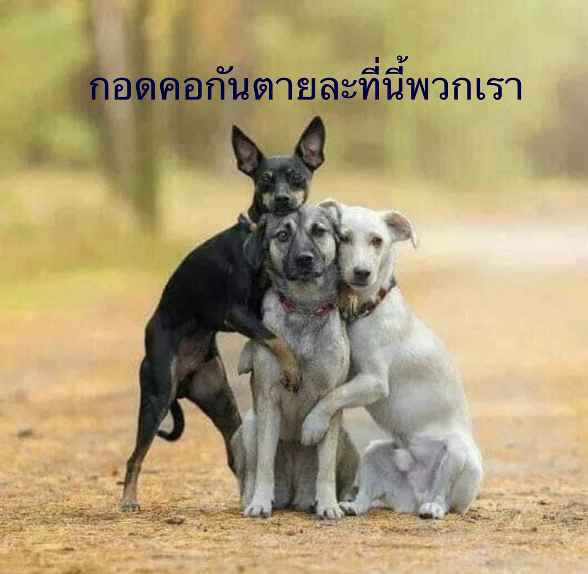 witoonpit56's tweet photo. ดีนะมีเพื่อนรวมทุกข์สุข …ไม่ทิ้งกันเวลามีทุกขอให้กำลังใจ https://t.co/OYz0TOa5gi