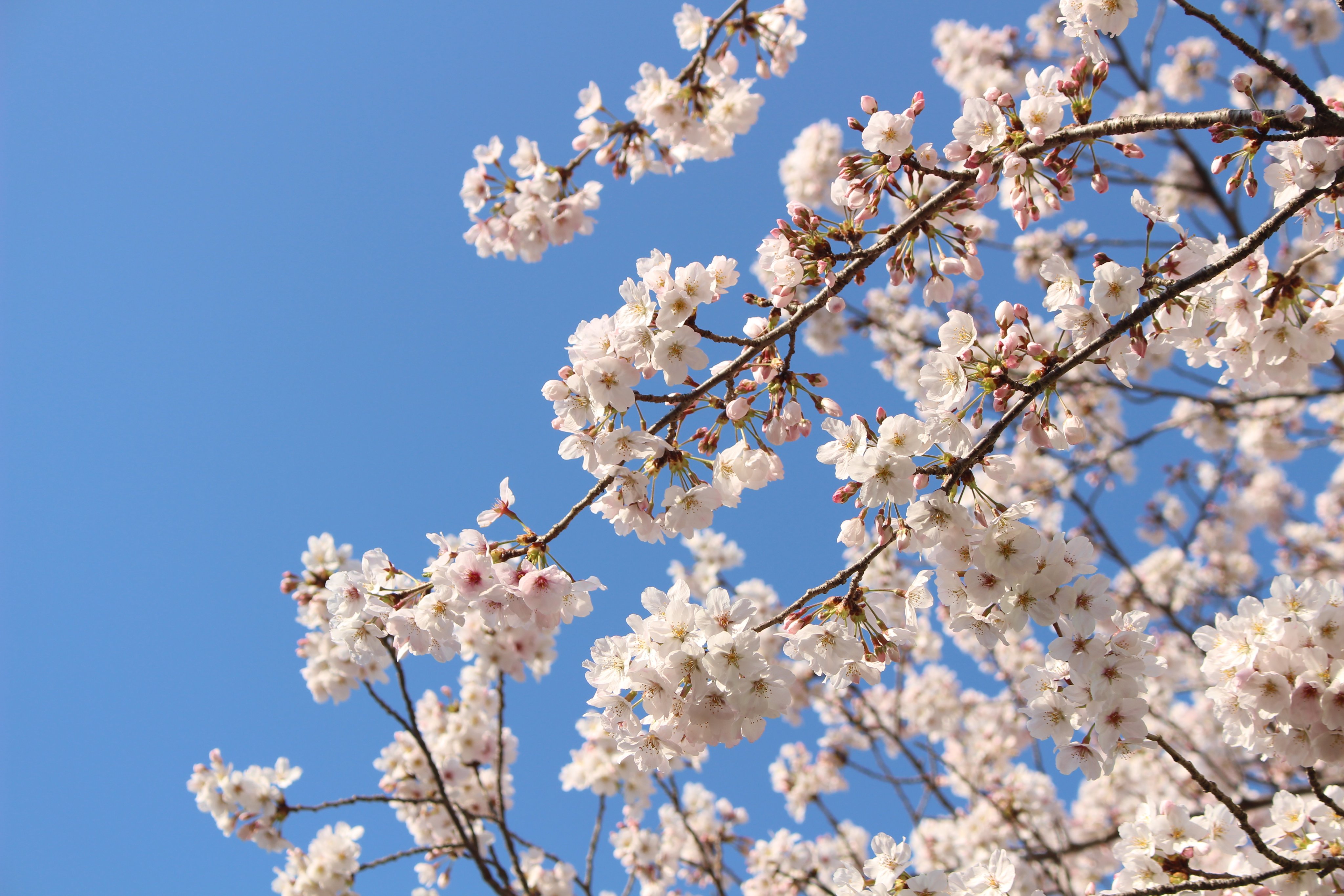 成田ゆめ牧場 牧場内桜 と菜の花が見ごろなの 今日は夜桜ライトアップもあるから ぜひ牧場の春を満喫してゆめ T Co Ljn6zkdohv 夜桜ライトアップ 桜 菜の花
