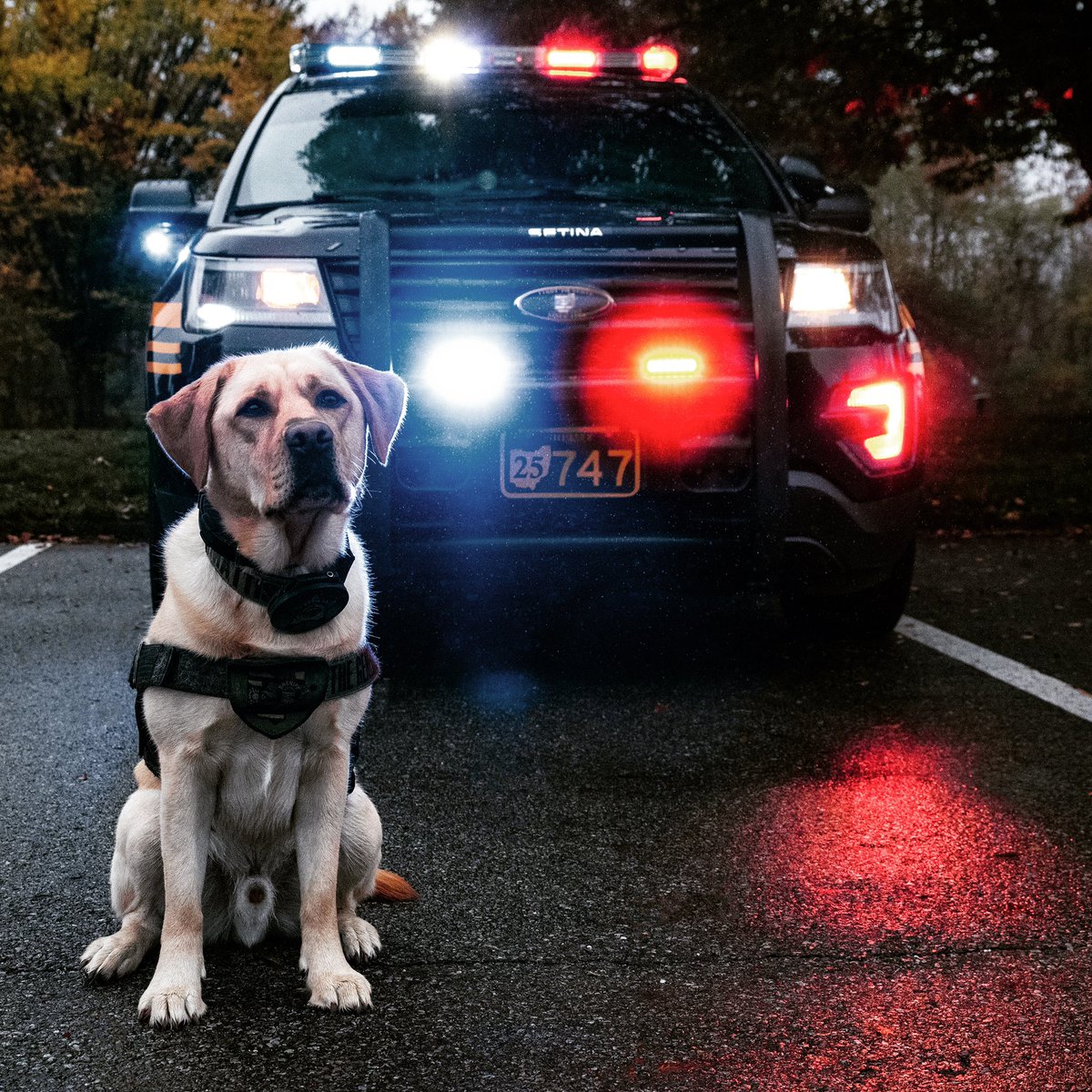 FCSO Crisis K9 tweet media