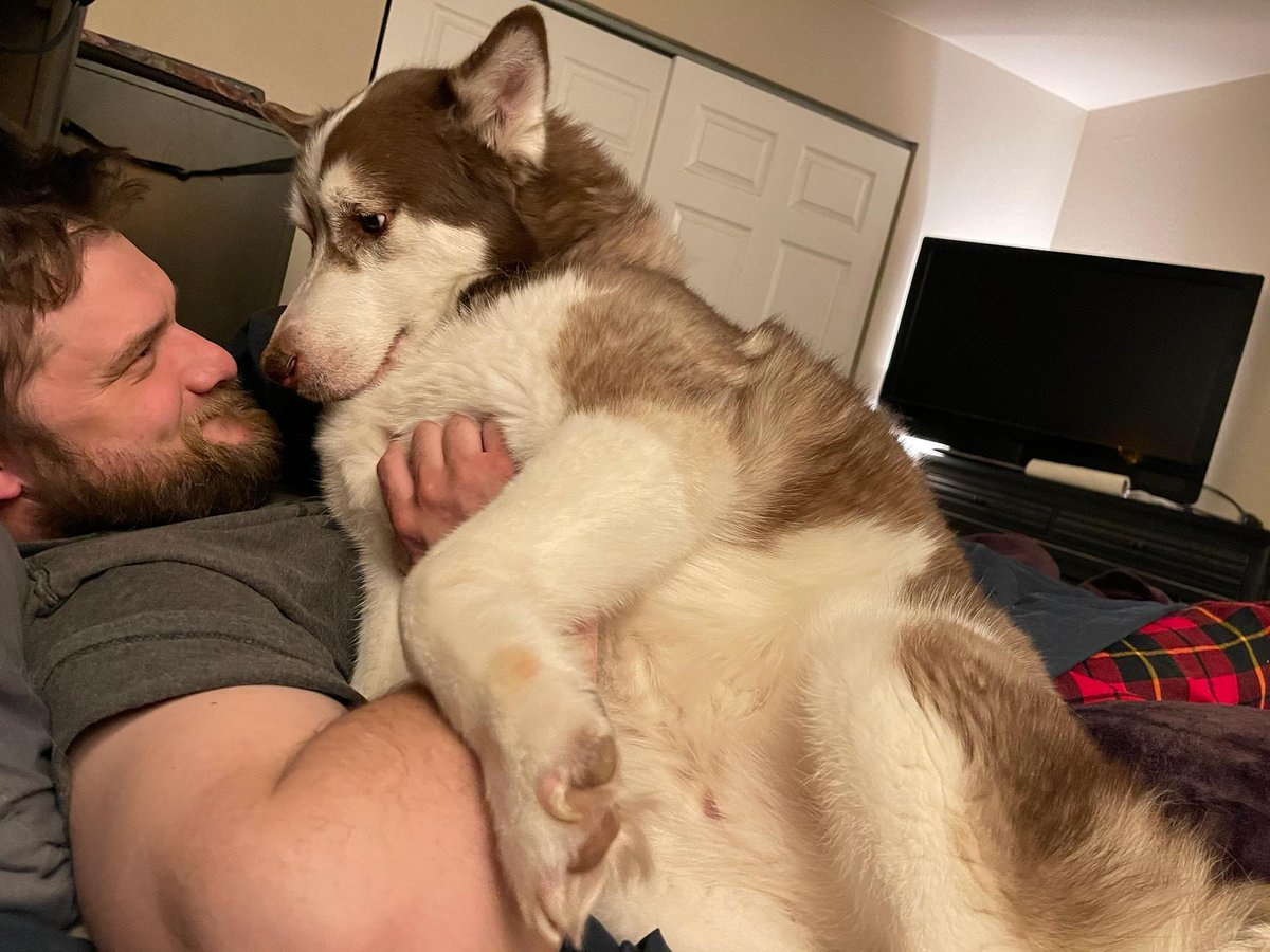 This old man turned 11 today. He still thinks he's a lap dog.