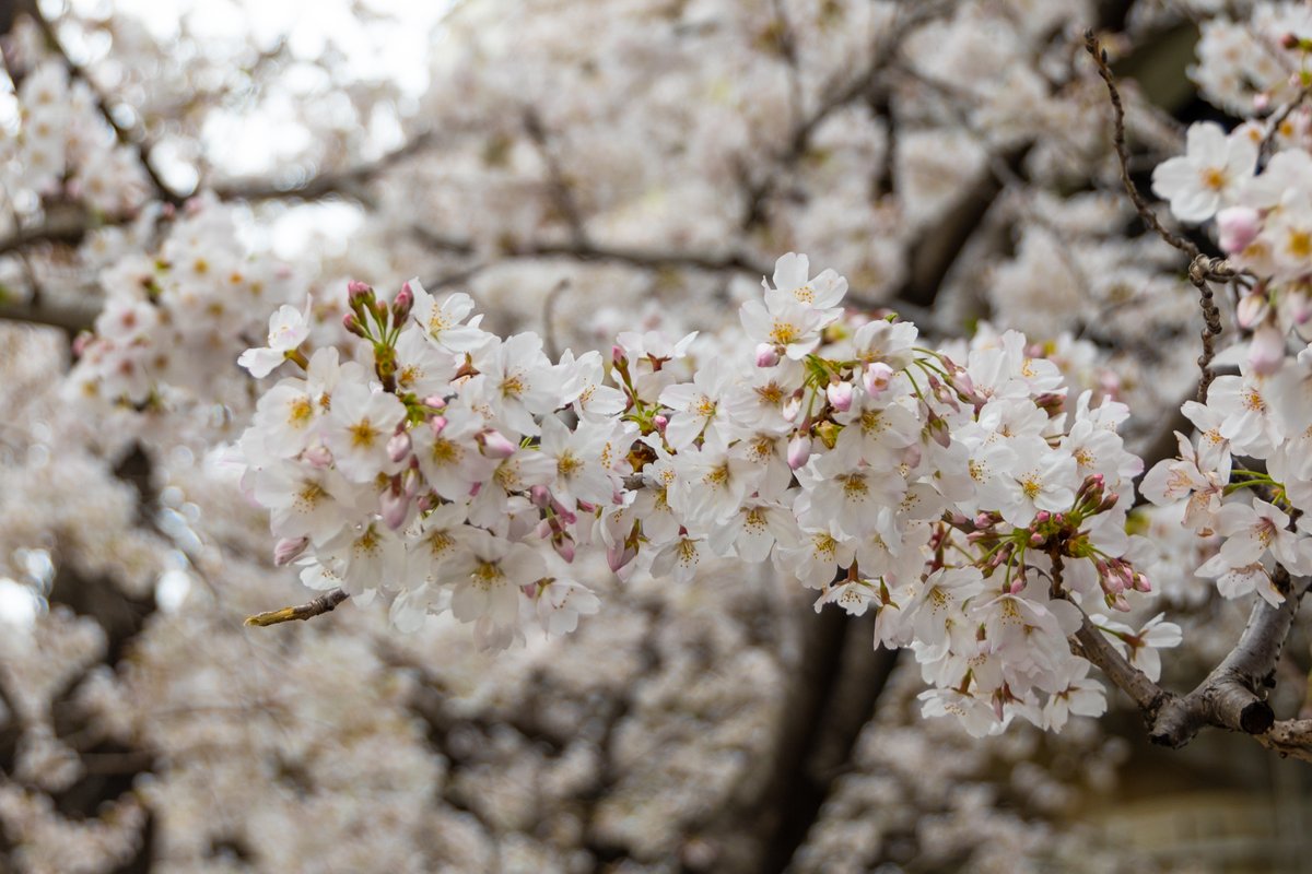 Au おはようございます Auです٩ 0 و 今日は さくらの日 弊社前の 桜 は八分咲き 日当たりのいいところは満開です みなさんのお住まいの地域や学校 会社近くの桜の開花具合はどうですか