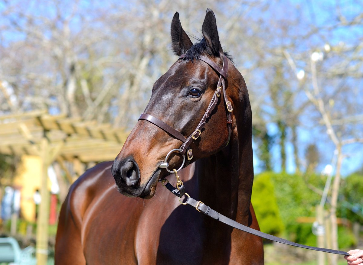 Corbeau ✈
Future star 🌟
Lot 211
<a href="/tattscheltenham/">Tattersalls Cheltenham</a>
<a href="/AllyMurphy3/">Ally Murphy</a>