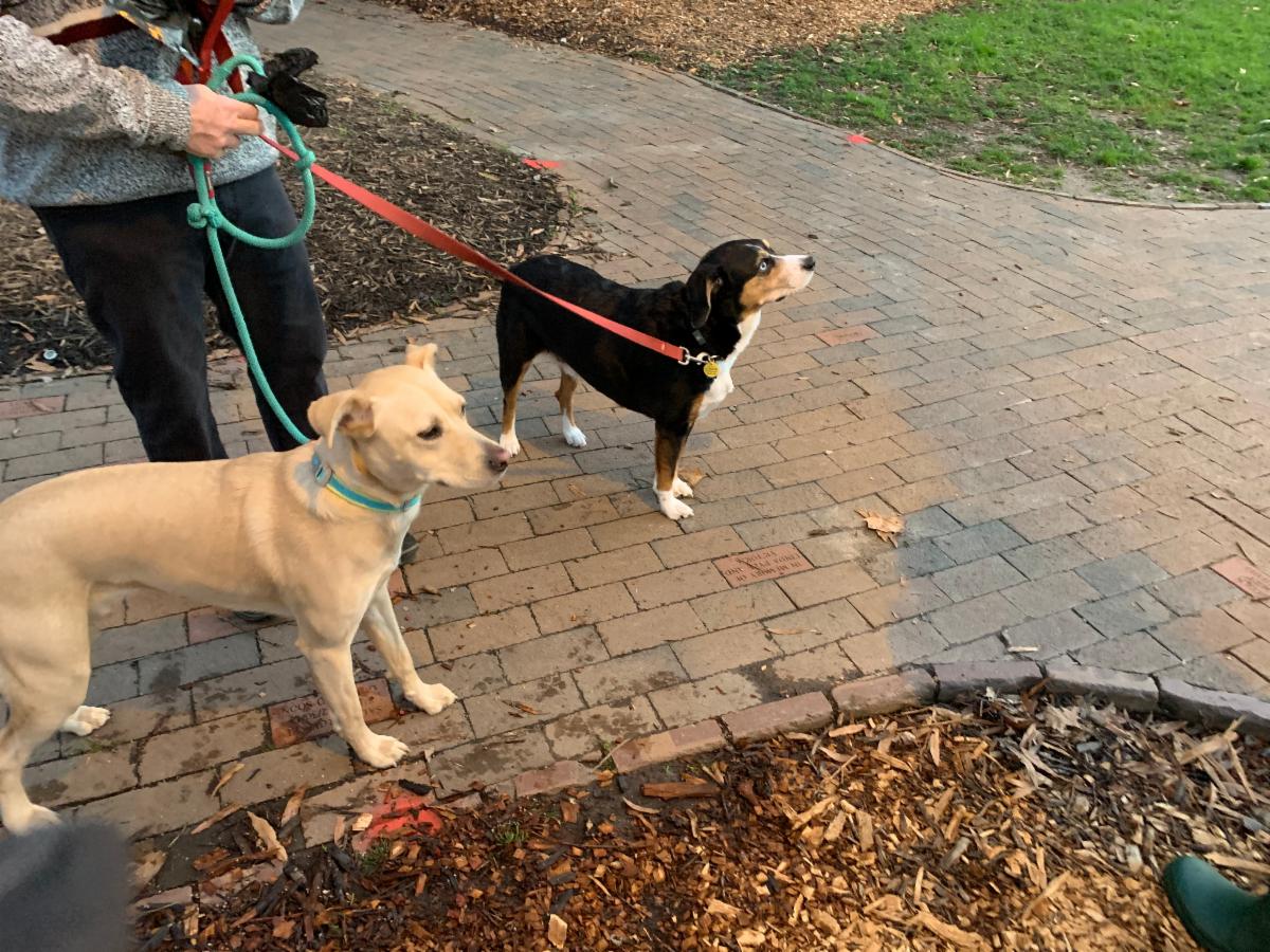 FourthWardCLT's tweet photo. See you at the Dog Meet Up, Saturdays at 9 am! 
We are meeting near the big fountain at 6th and Poplar Streets. 
#FourthWardCLT https://t.co/7PMSSmKa9j