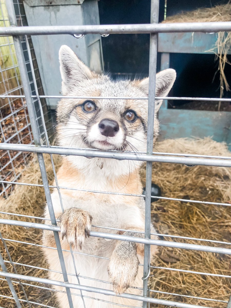 SheilaSchmotzer's tweet photo. Ruger’s story will be written as one book in a series of formatted picture books on fox rescues geared for the educational market. 🦊Collaborating with #blackcreekwildlifecenter #foxrescues #edmarket #pbwriter https://t.co/yyTb3i77Pj