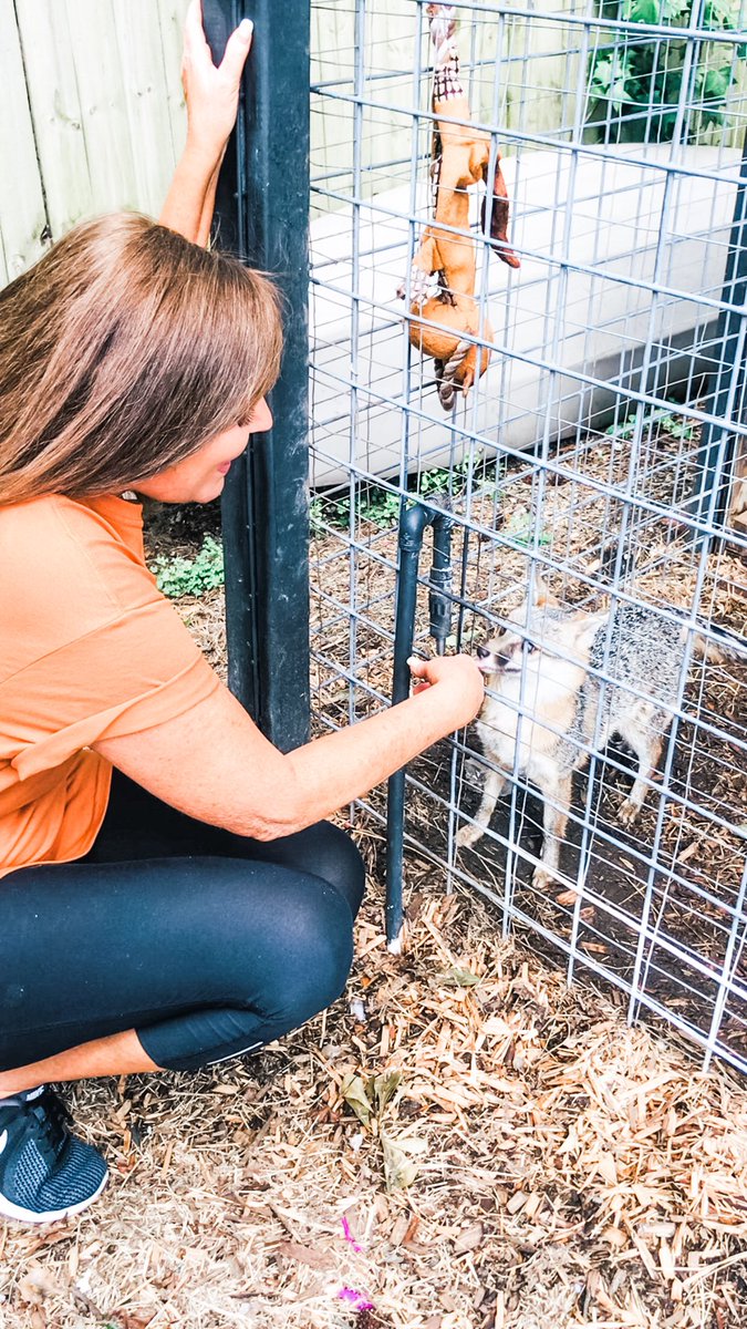 SheilaSchmotzer's tweet photo. Ruger’s story will be written as one book in a series of formatted picture books on fox rescues geared for the educational market. 🦊Collaborating with #blackcreekwildlifecenter #foxrescues #edmarket #pbwriter https://t.co/yyTb3i77Pj