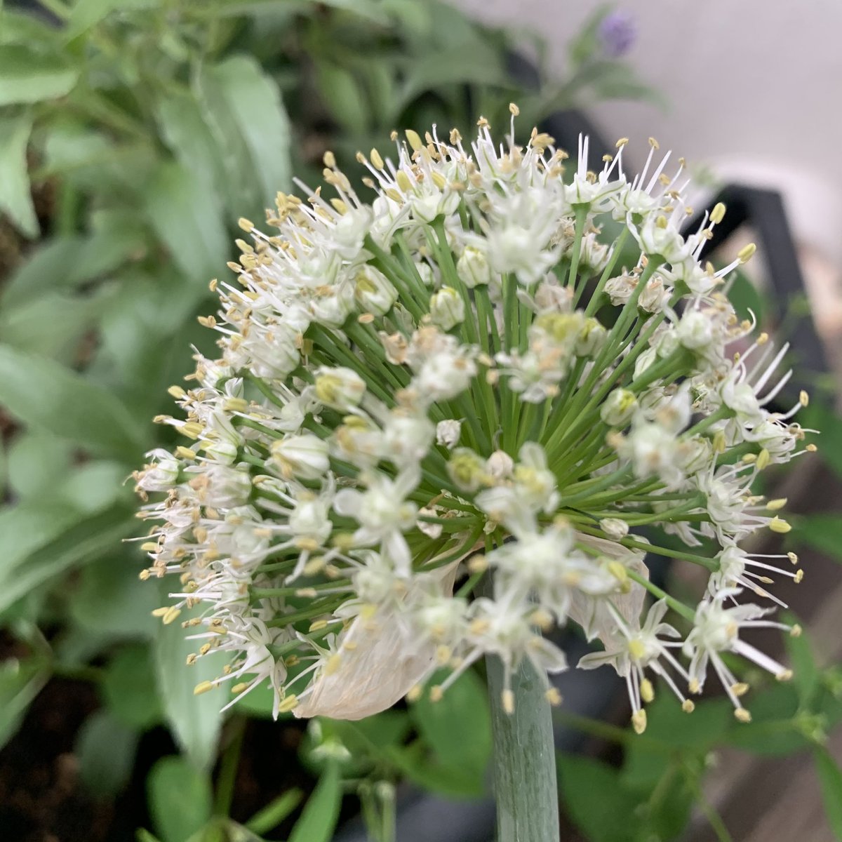 クモノス 玉ねぎの花 クモノス 玉ねぎの花