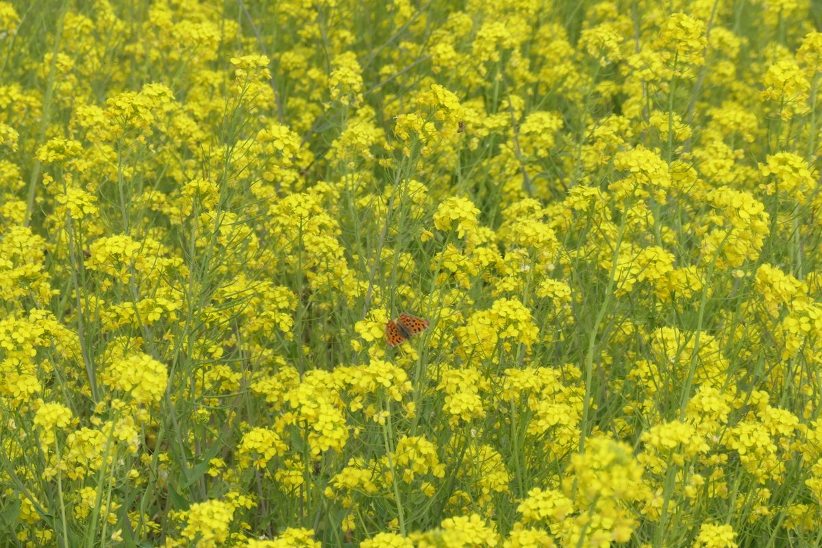 青木 信 一面の黄色い菜の花畑に姿を現したキタテハ 菜の花の花粉の春の匂いがあたり一面漂う