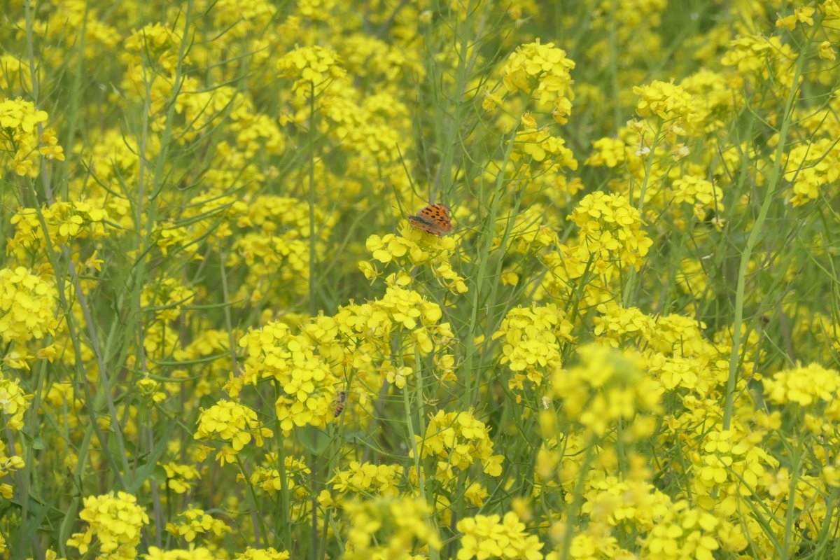 青木 信 一面の黄色い菜の花畑に姿を現したキタテハ 菜の花の花粉の春の匂いがあたり一面漂う