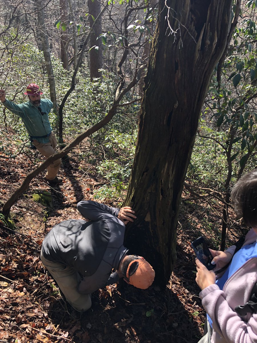 marschall_joe's tweet photo. Great day investigating #shortleafpine historical fire regimes with @nature_tn and @dendroguy. #firescars #treerings #restoration https://t.co/YCoHh2osaL