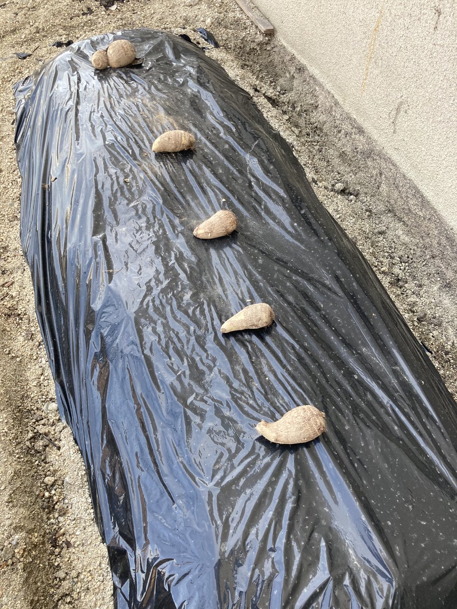 Akym Yusk V Twitter 里芋と言ったら土垂つー事で やっとこさ狭い場所を確保し植え付けました 北向きでの密集栽培ですが上手くいけばいいなぁ