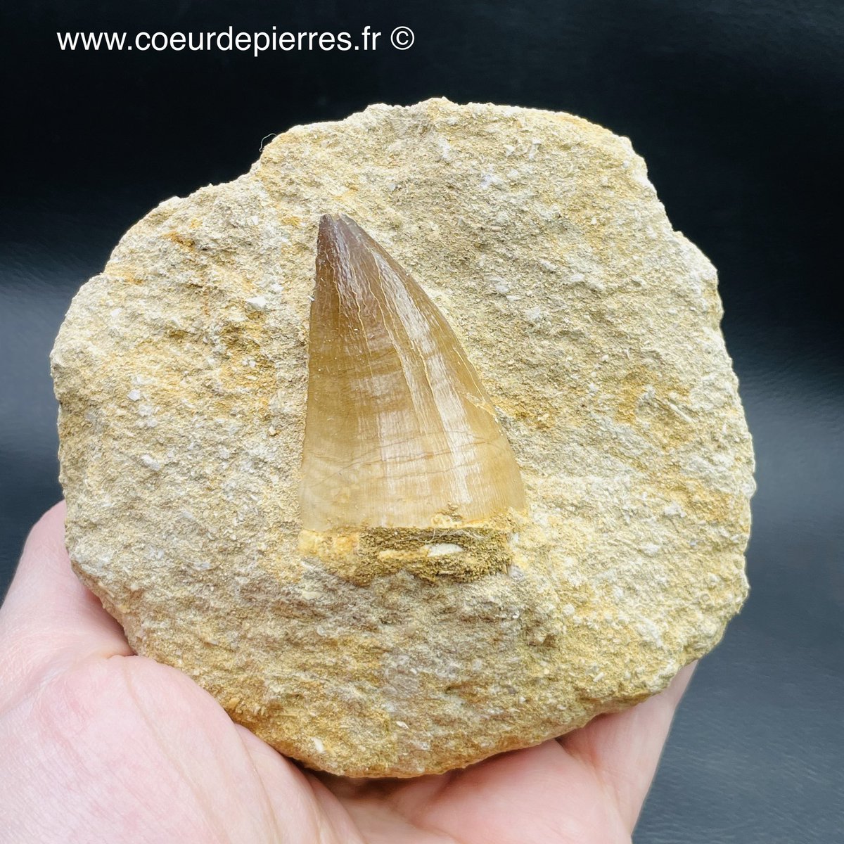 CoeurPierres's tweet photo. Dent de mosasaure du Maroc 🇲🇦 #fossile #dent #mosasaure #dinosaure #Collectibles #Maroc #paleonthologie https://t.co/UNiLMQOslF