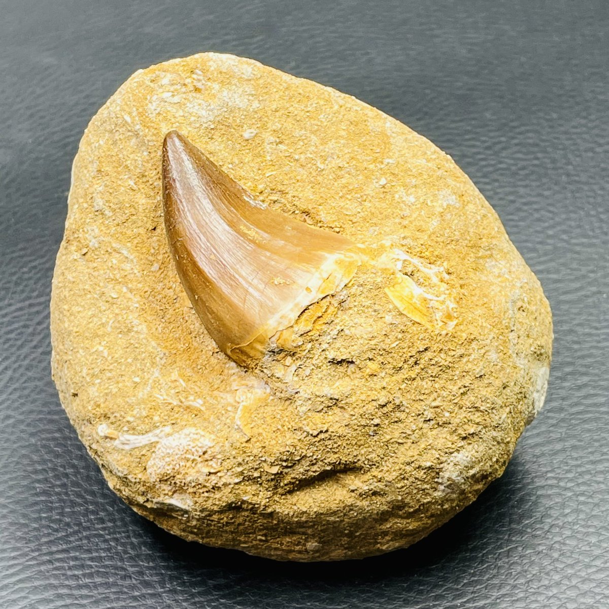 CoeurPierres's tweet photo. Dent de mosasaure du Maroc 🇲🇦 #fossile #dent #mosasaure #dinosaure #Collectibles #Maroc #paleonthologie https://t.co/UNiLMQOslF