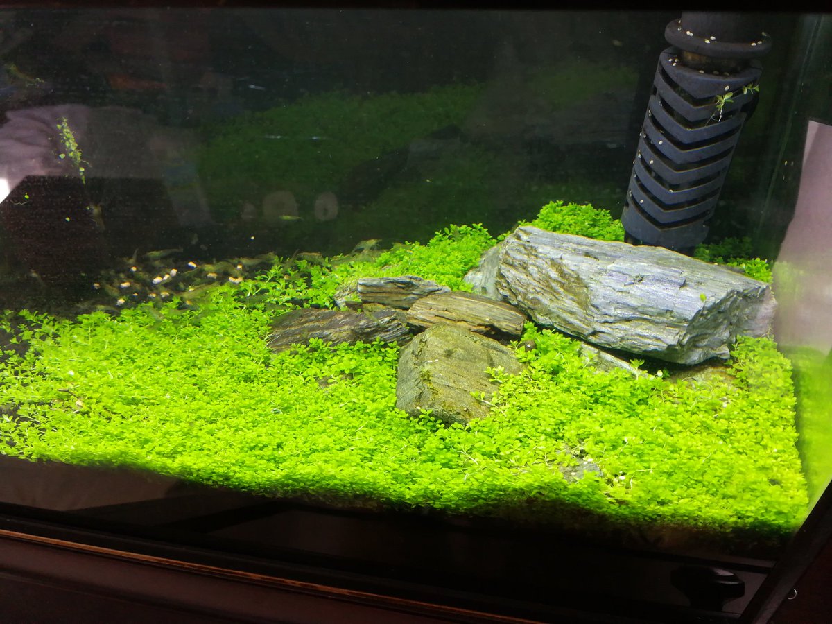 tottototoshi's tweet image. #水槽 の照明用のタイマーがコチコチうるさいので思い切って #AlexaPlug に替えてやった
2個目なんで不安はないし設定済みなんで挿すだけで導入終わり
アプリでオンオフを定型アクションで時間設定
静かで確実で良いね
しかしほこっとるなw掃除しよ