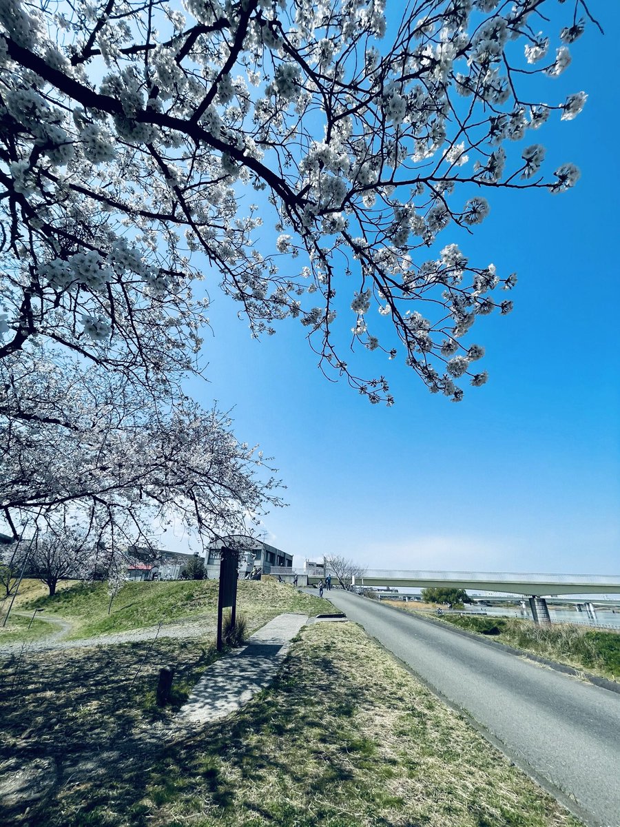 harusor_a's tweet photo. とても久しぶりの投稿です。
#桜
#ファインダー越しの私の世界 https://t.co/QRAlIvLzia