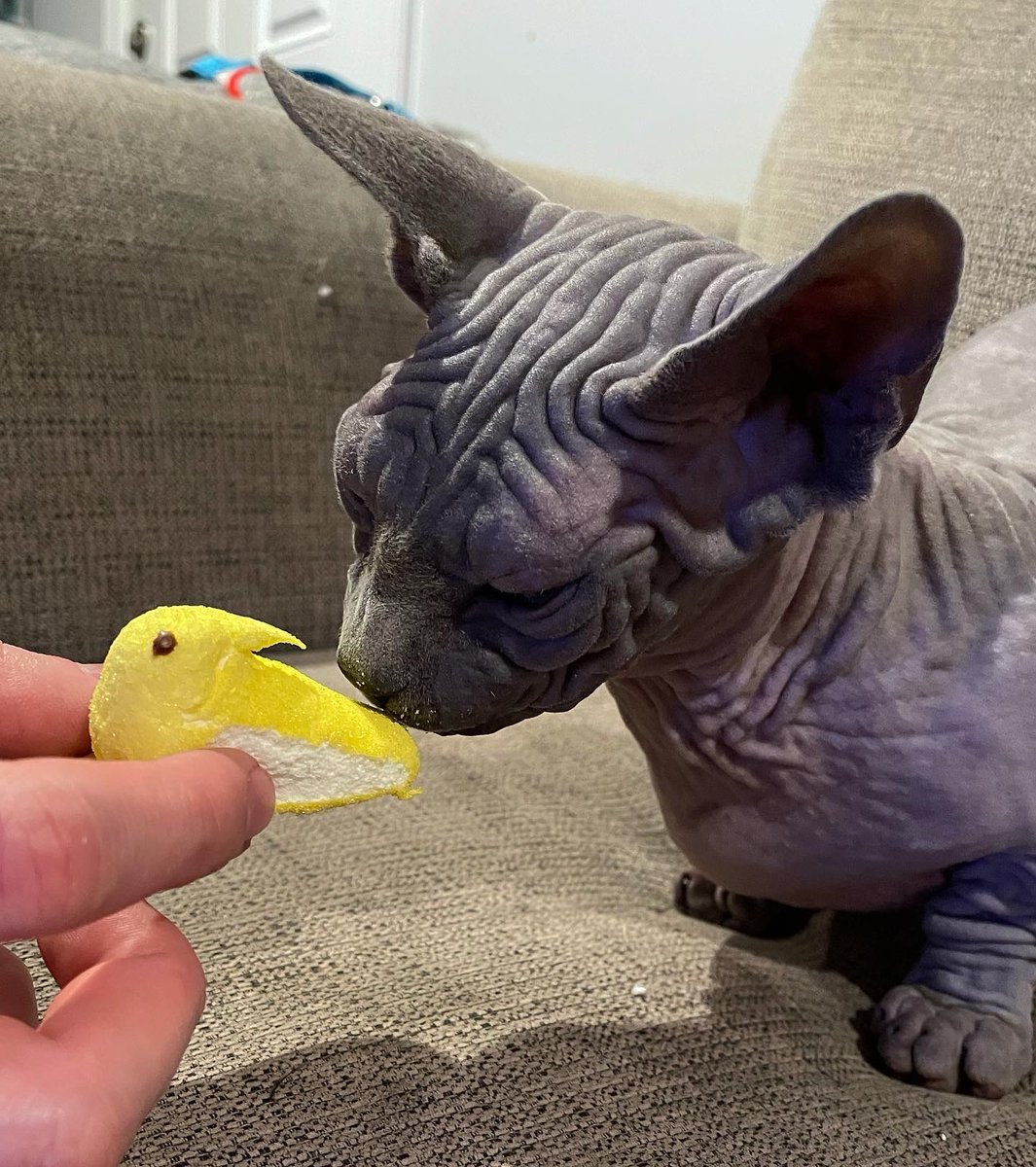 PenningtonKelly's tweet photo. #HangingWithMyPEEPS Ripley and Cody, two PEEPS in a pod! #PepsiSweepstakes @pepsi @PepsiCo https://t.co/5dmtxKoFmM