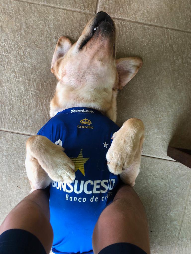 cruzeranos's tweet photo. Quando até o cão eh Cruzeiro 🔵⚪️ 😍🥰🥰🥰🥰😍😍😍 https://t.co/DAVgltD4tH