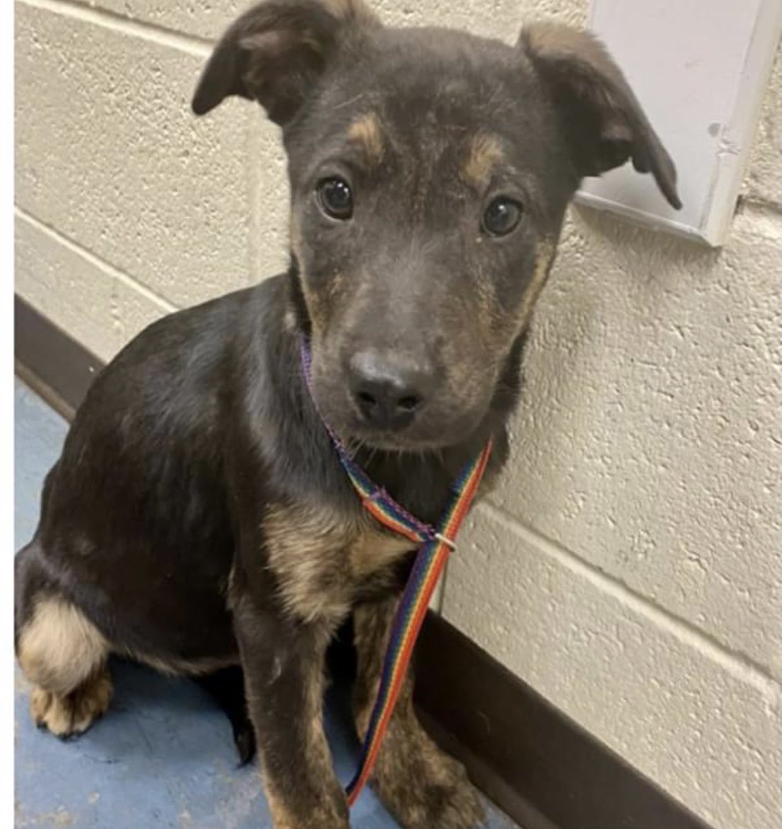 reddogsusie's tweet photo. #TN #MEMPHIS
🆘🆘SPECIAL PARVO PLEA Zennia & Zenobia 3mo siblings BOTH TESTED POSITIVE FOR PARVO & are at off site vet! In need of #RESCUE to take over their care & #PLEDGES towards their medical costs. Pls help #MASA3931 #MASA3932
https://t.co/ilNSBLOfEG https://t.co/PZukzoyVI7