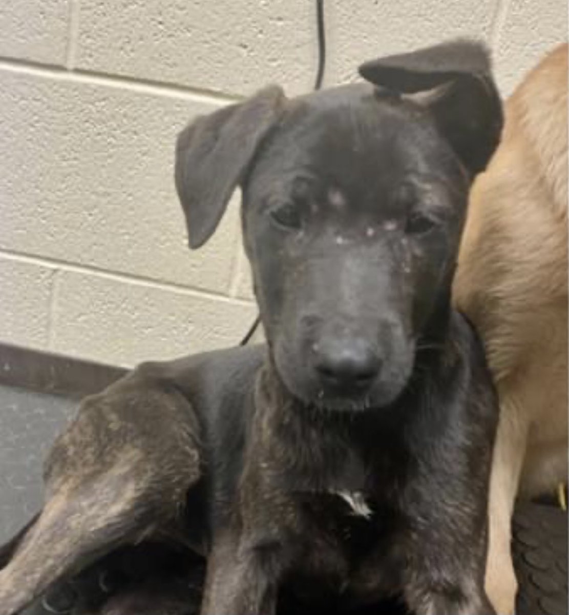 reddogsusie's tweet photo. #TN #MEMPHIS
🆘🆘SPECIAL PARVO PLEA Zennia & Zenobia 3mo siblings BOTH TESTED POSITIVE FOR PARVO & are at off site vet! In need of #RESCUE to take over their care & #PLEDGES towards their medical costs. Pls help #MASA3931 #MASA3932
https://t.co/ilNSBLOfEG https://t.co/PZukzoyVI7