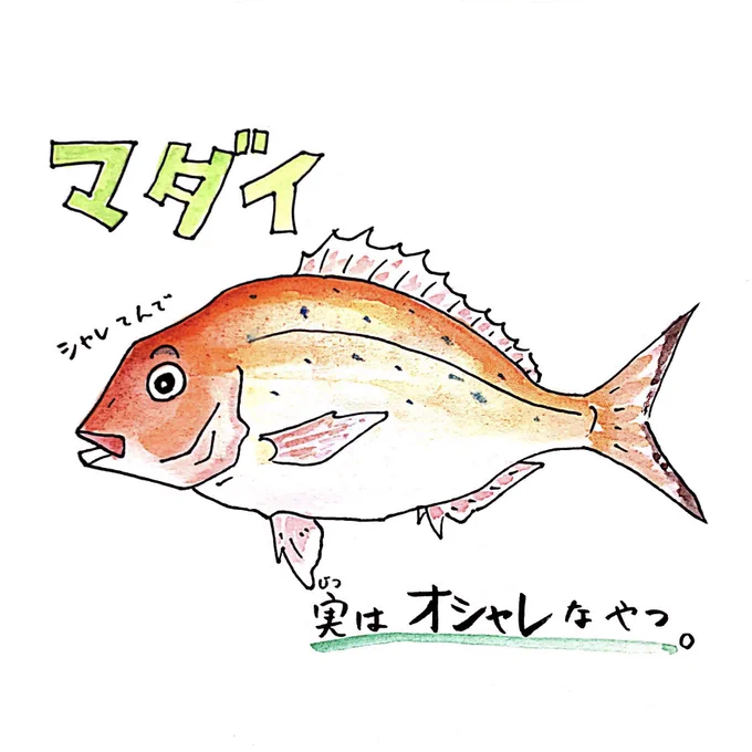 今日は #さくらの日 
マダイもお花見をするんです 