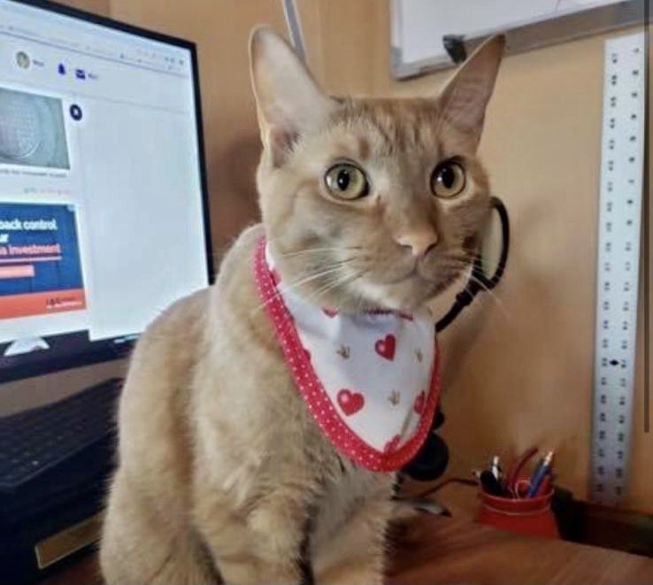 KeithOlbermann's tweet photo. NYC AREA MISSING CAT ALERT: Mischief is missing in New City, NY. He was last seen at North Little Tor and John Street. A reward is offered. If you’ve seen or found him please go here: https://t.co/mzpRp1u1ZR and PLEASE RT MISCHIEF! https://t.co/WvwthWm5Aw