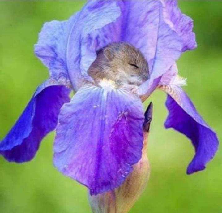 ahouseofflower1's tweet photo. Just in case you need it today, here is a mouse sleeping in a flower:) https://t.co/WzJSAkW8ug