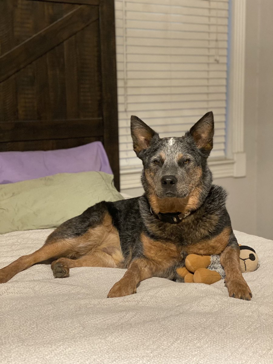 MissDixieGemDVM's tweet photo. Captain Woodrow, and his good little (stuffed) buddy Augustus/Gus, tip their hats to the late, great #LarryMcMurtry #RIP #LonesomeDove https://t.co/vwRhxuMm5X