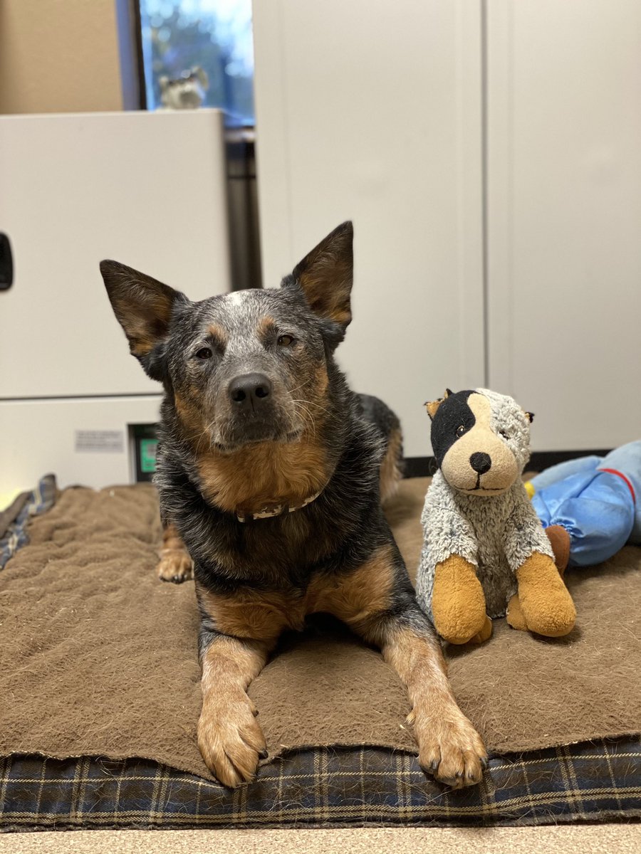 MissDixieGemDVM's tweet photo. Captain Woodrow, and his good little (stuffed) buddy Augustus/Gus, tip their hats to the late, great #LarryMcMurtry #RIP #LonesomeDove https://t.co/vwRhxuMm5X