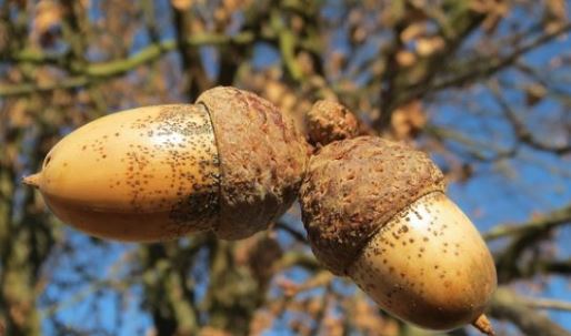 GrungusTurner's tweet photo. Found these acorns on my daily walk. Look like balls. https://t.co/mfIq8PcJBu