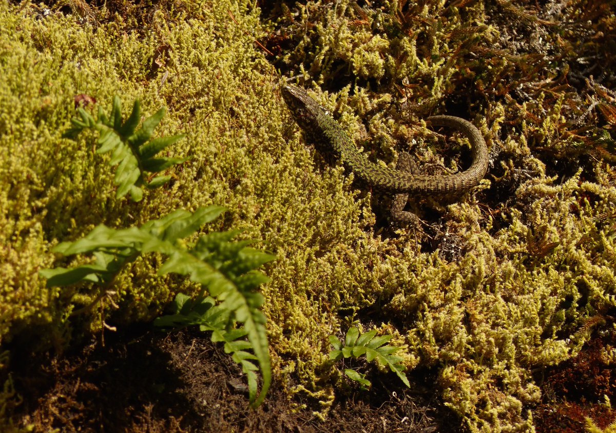 hinganai's tweet photo. Lizards told me it's warm enough to be spring. They have a perfect rookery in a west-facing outcrop, absorbing the afternoon heat. For all that they are invasive, they've adapted well to this ecosystem. #ALittleBeautyEveryDay #WallLizard #CommonWallLizard #Lizard #TsartlipLands https://t.co/Dfsycc1DCm