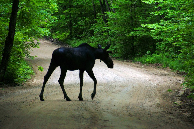 Roadstories's tweet photo. Hey gang @Giselleinmotion @Touchse @perthtravelers @CharlesMcCool Our #Top4Theme #Top4Outside
1. Cabot Trail, Nova Scotia
2. Southeastern Alberta
3. Canadian Rockies
4. Algonquin PP, Ontario https://t.co/zRgV4ee0jW