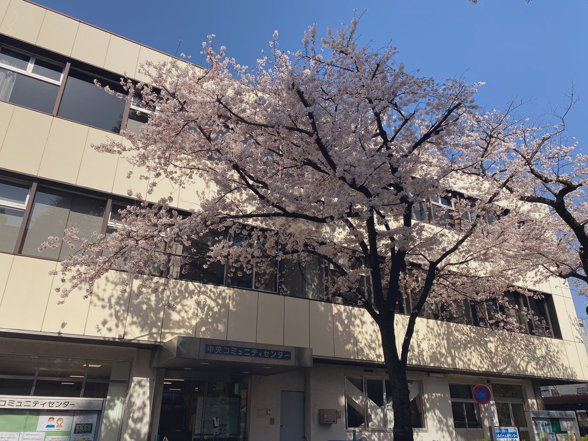 chuo_community's tweet photo. 満開になりました🌸🌸🌸 https://t.co/EqpKeWO4z9