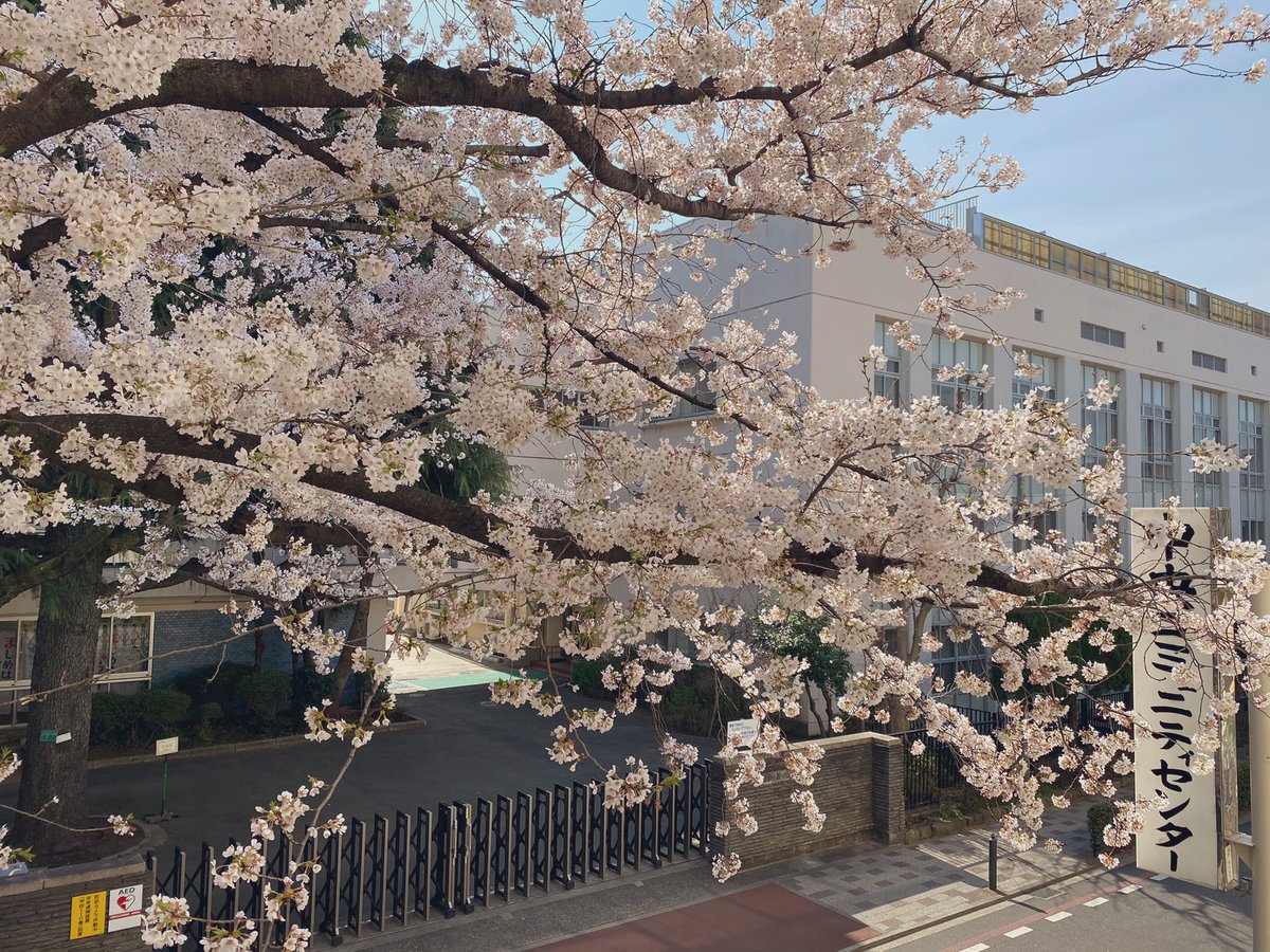 chuo_community's tweet photo. 満開になりました🌸🌸🌸 https://t.co/EqpKeWO4z9