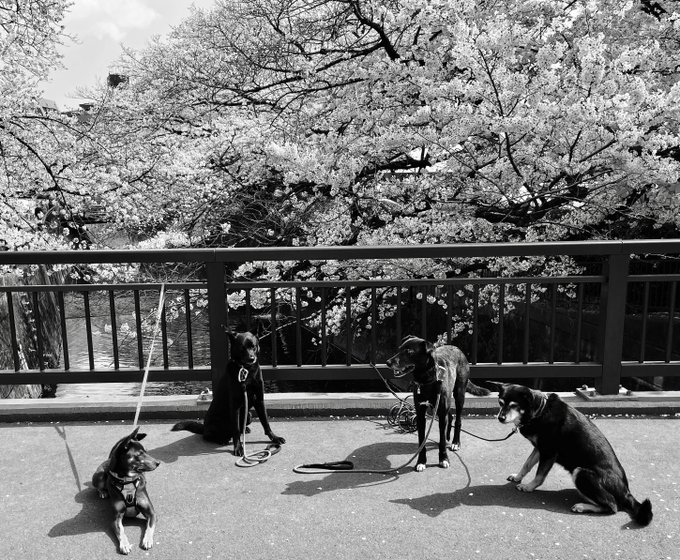 中野シズカ てだれもんら Nakanoszk Twilog