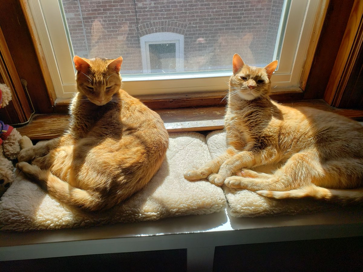 brainwise's tweet photo. The brothers, Otis and Milo, lounging in a sunbeam on 3/26/2019 (back before they went off into their own sunsets in 2020). 🐱 #cat #CatsOfTwitter #CatsOfInstagram #cats #orange #ginger #gingercat #kitteh #Window #WindowSitting #GoodbyeMilo #GoodbyeOtis #memories https://t.co/UUS9L1n5xc