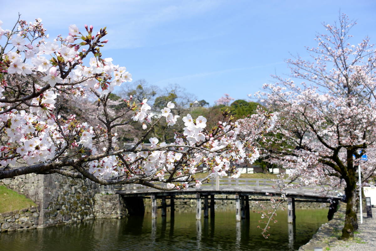 彦根城運営管理センター 公式 桜開花情報 21年3月27日の状況です 彦根城表門付近の様子 桜 さくら 開花情報 彦根城