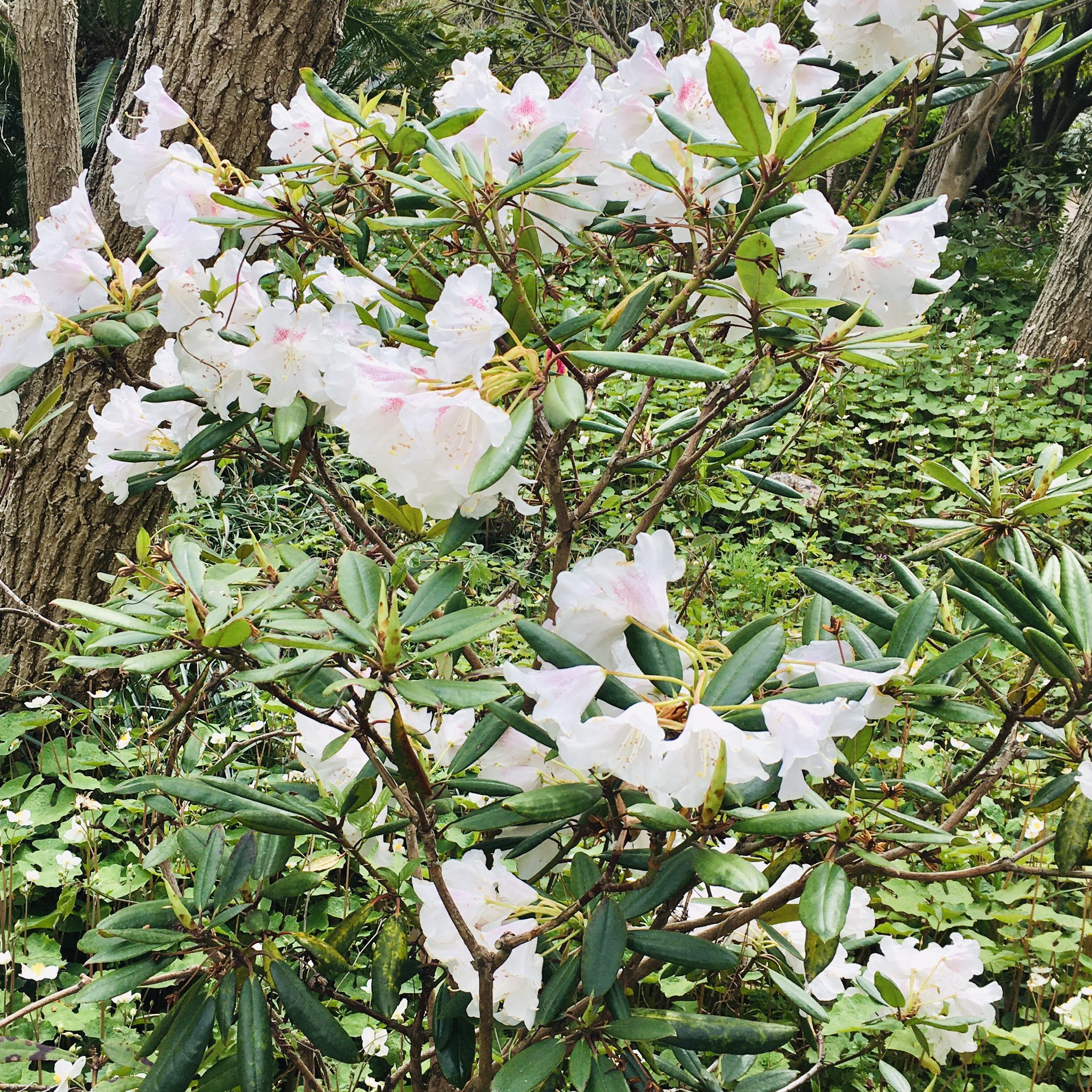 花木の花 Twitter Search Twitter