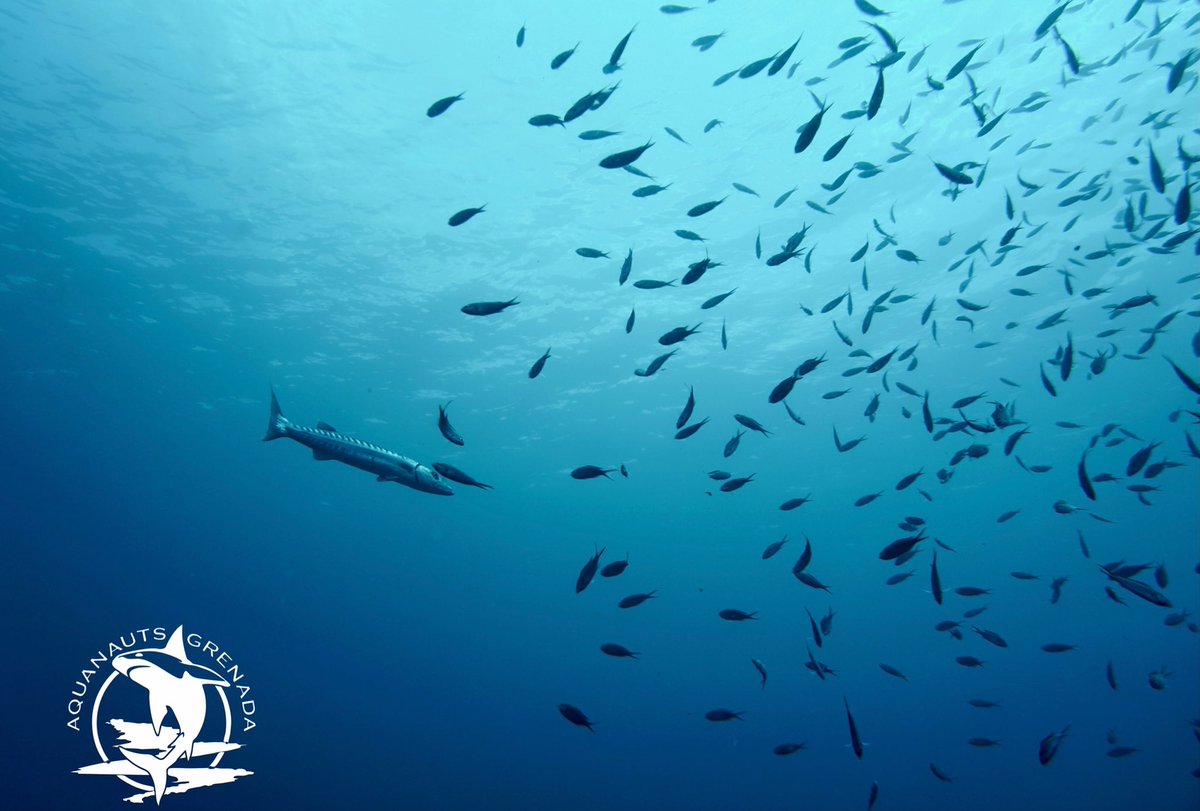 Fish Facts Friday: Barracuda

Barracudas are opportunistic predators relying on surprise and short bursts of speed, up to 27 mph (43 km/h), to overtake their prey.

Who else instantly starts signing that song whenever they see a barracuda?! 😂

🎶 Ohhhh barracuda 🎶
