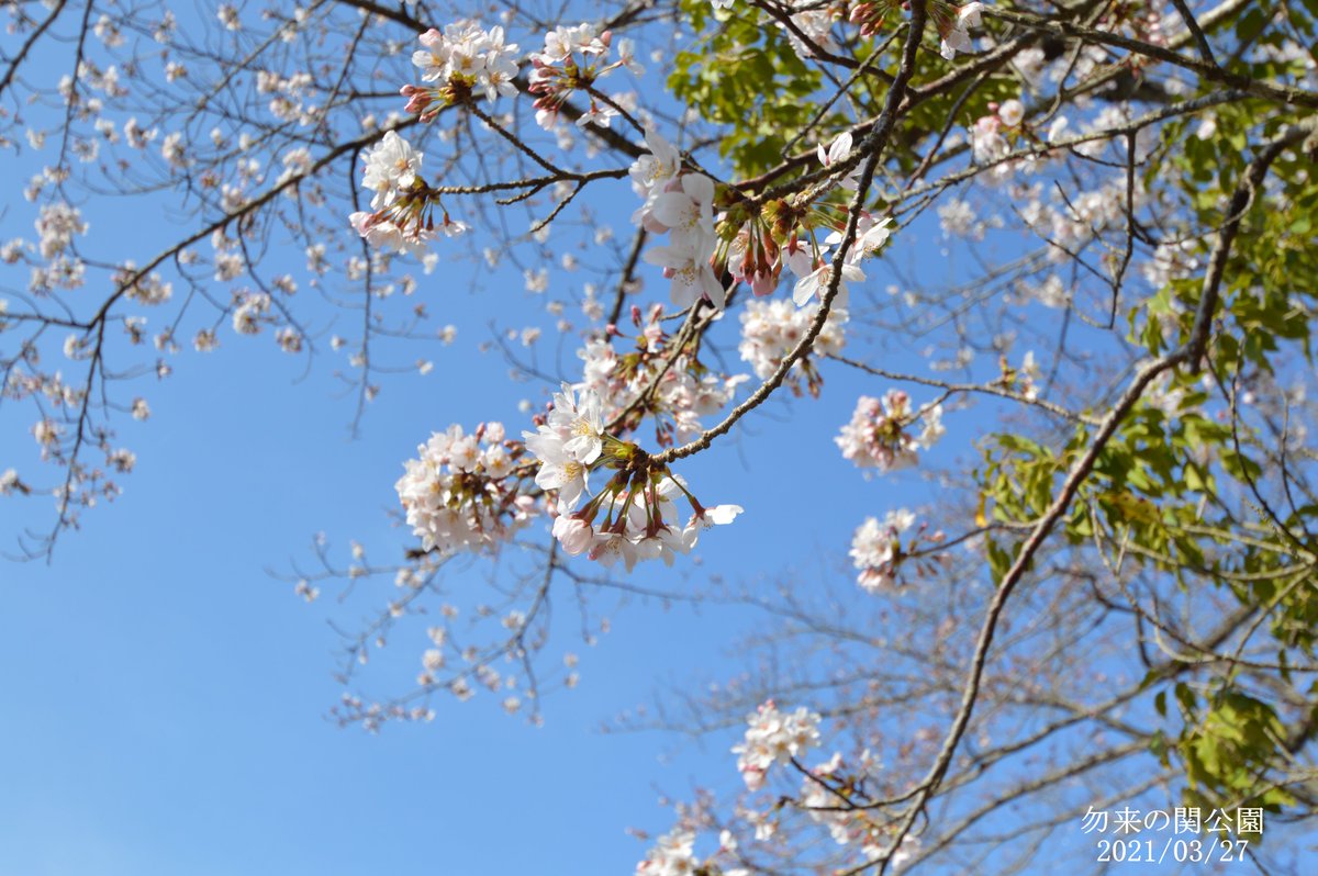 おはようございます 良く晴れて青空が綺麗ないわき市です ポカポカ陽気で桜の開花が進みそうですね いわき駅周辺では桜が見頃を迎 21 03 27 いわき市総合観光案内所 ぐるっといわき