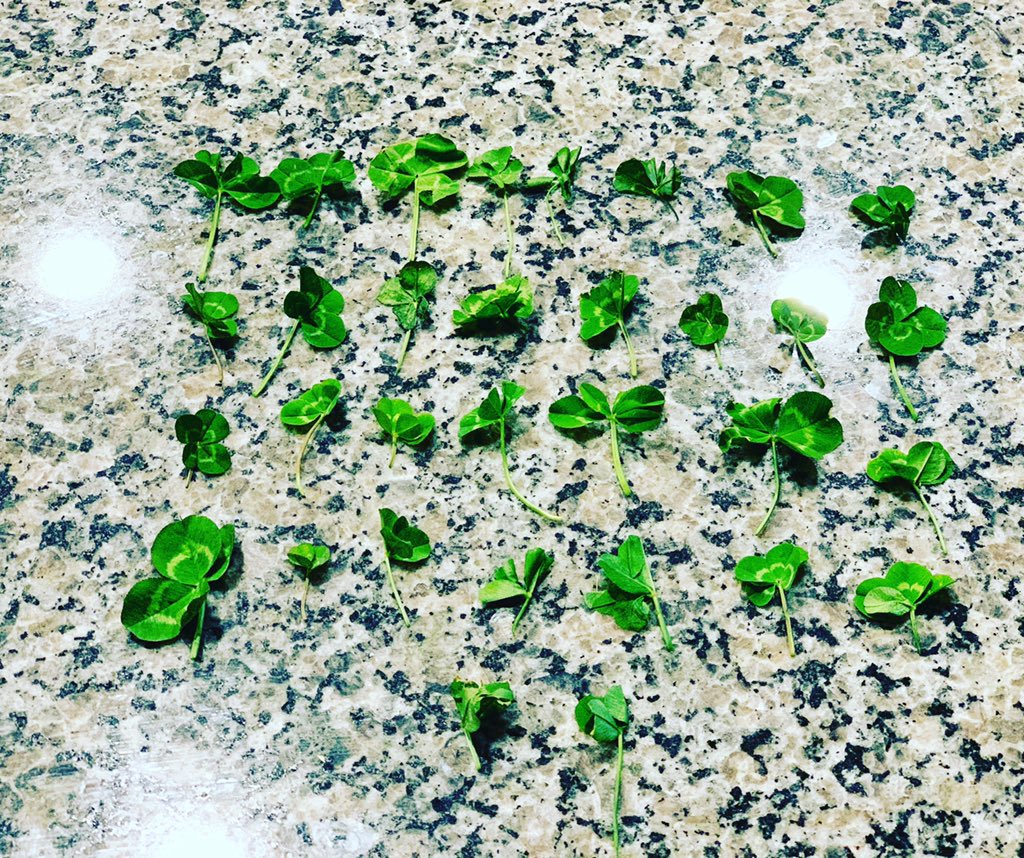 Found 30 four leaf clovers and 2 five leaf clovers in 25 minutes today! #fourleafclover #5leafclover #nathanstrong #lucky #myrecord #luck