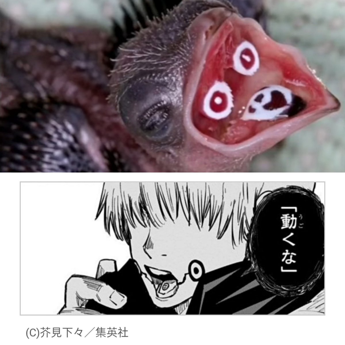 a8886661's tweet photo. ちょっと似てると思います！
crested coua mouth！
#呪術廻戦 #JujutsuKaisen #狗巻棘 https://t.co/I9WJ3HnF7H