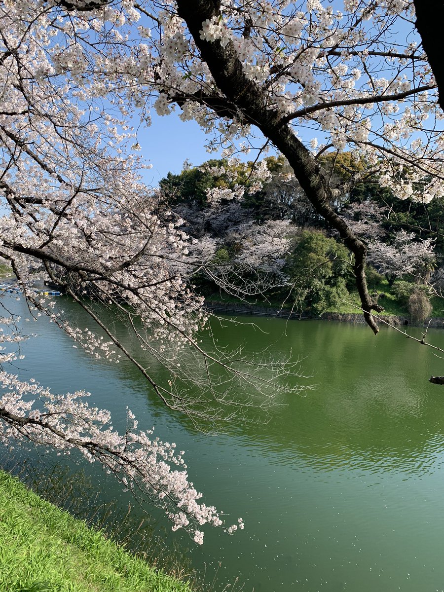 traderamschel's tweet photo. おはようございます😆

千鳥ヶ淵は桜が満開です🌸

皇居ランが捗りますな🏃‍♂️💨

週末は恒例の、チャート検証の時間📈📉

頑張りましょう💪

#さくらの日 https://t.co/rtyXp4eGKQ