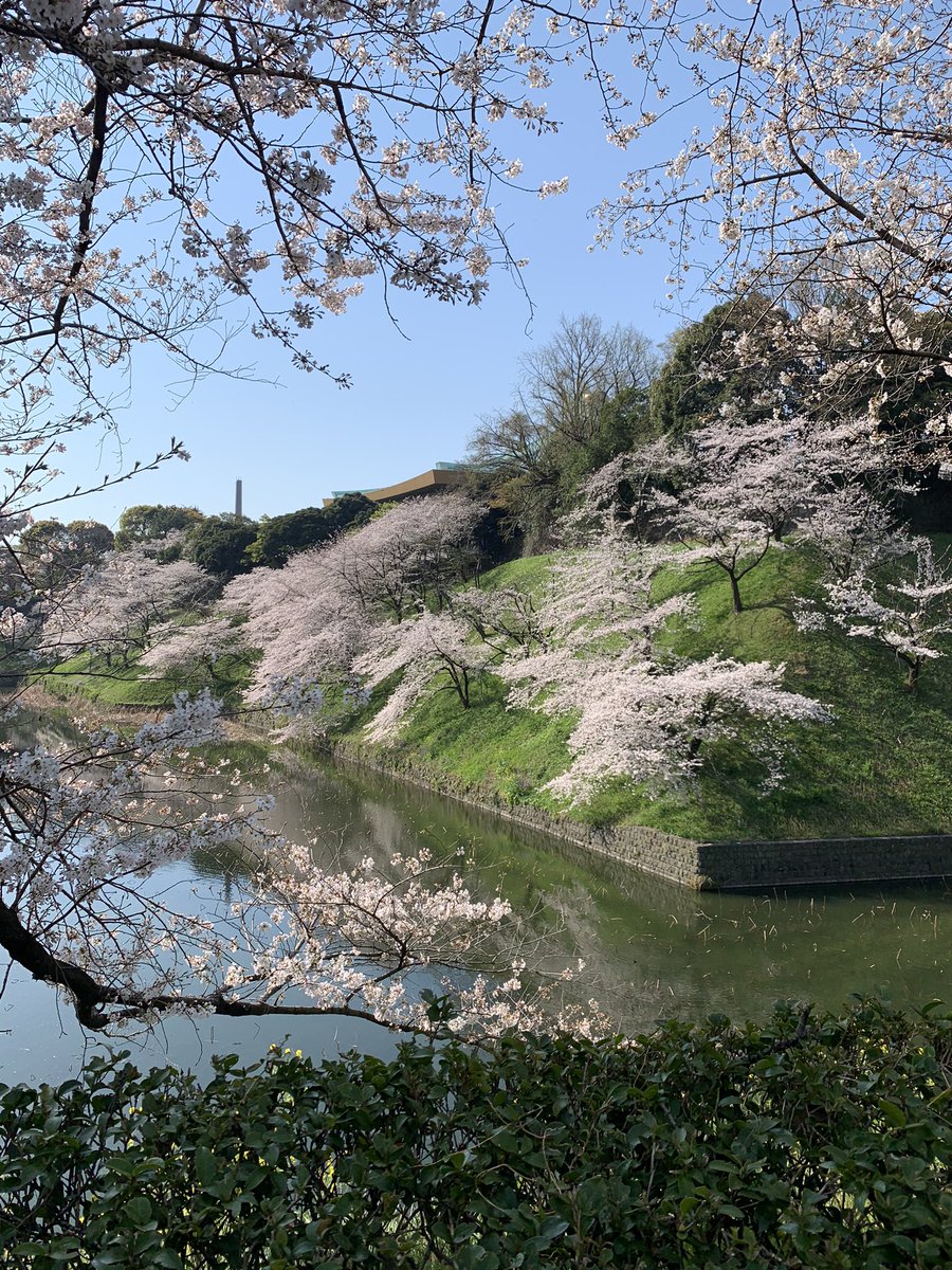 traderamschel's tweet photo. おはようございます😆

千鳥ヶ淵は桜が満開です🌸

皇居ランが捗りますな🏃‍♂️💨

週末は恒例の、チャート検証の時間📈📉

頑張りましょう💪

#さくらの日 https://t.co/rtyXp4eGKQ