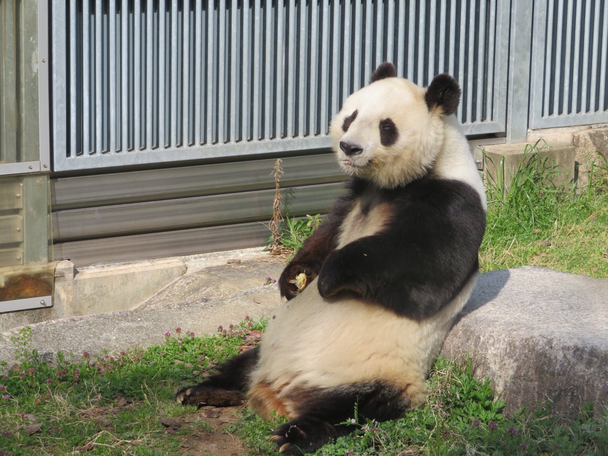 神戸市立王子動物園 公式 たんたんさん タケノコでおやつです きょうのタンタン ジャイアントパンダ 王子動物園