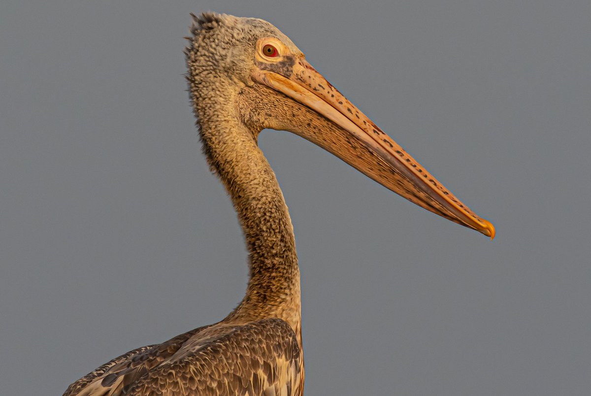Hi everyone, my name is spot billed pelican....can you see the spots???... We are nearly threatened help us to survive.. 
#IndiAves #TwitterNatureCommunity