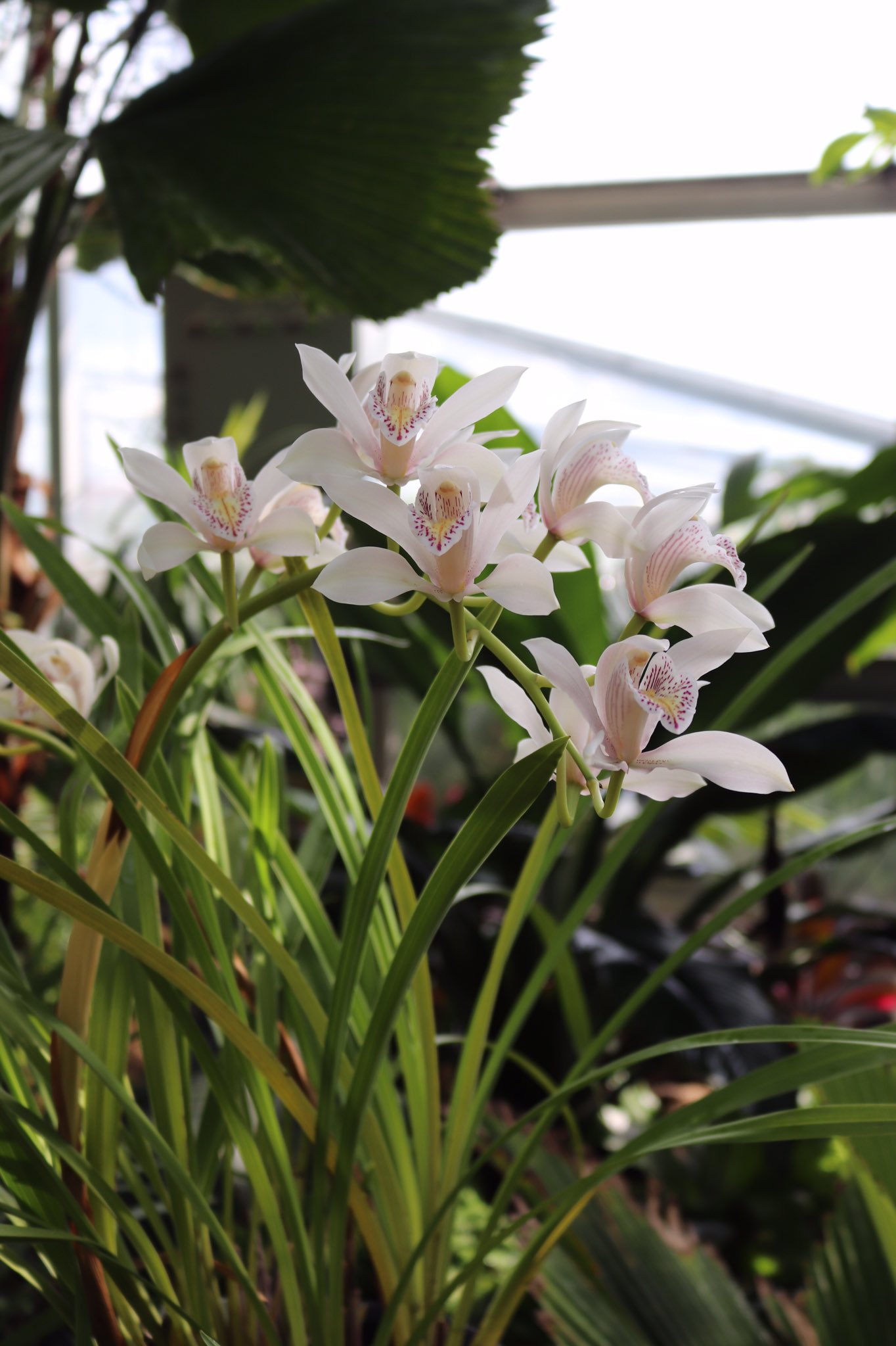 咲くやこの花館 熱帯雨林植物室にて シンビディウム インシグネ が開花中です ベトナム タイ 中国の海南島に分布する原種ランで この種をもとに多くの園芸品種が作られたといわれています 咲くやこの花館 エア植物園 エア博物館 自宅で 咲くやこの花館 熱帯雨林植物室にて シンビディウム インシグネ が開花中です ベトナム タイ 中国の海南島に分布する原種ランで この種をもとに多くの園芸品種が作られたといわれています 咲くやこの花館 エア植物園 エア博物館 自宅で