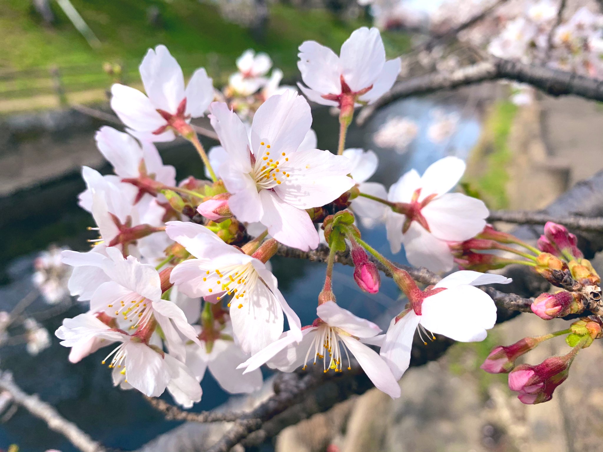 しるし 桜 桜色 さくら 桜井和寿 さくらの日 ミスチル桜部 今が旬桜づくし 毎日違う表情の桜 Tlを桜で埋め尽くす ミスチルさくら 部 T Co Fx6gyvyce8 Twitter