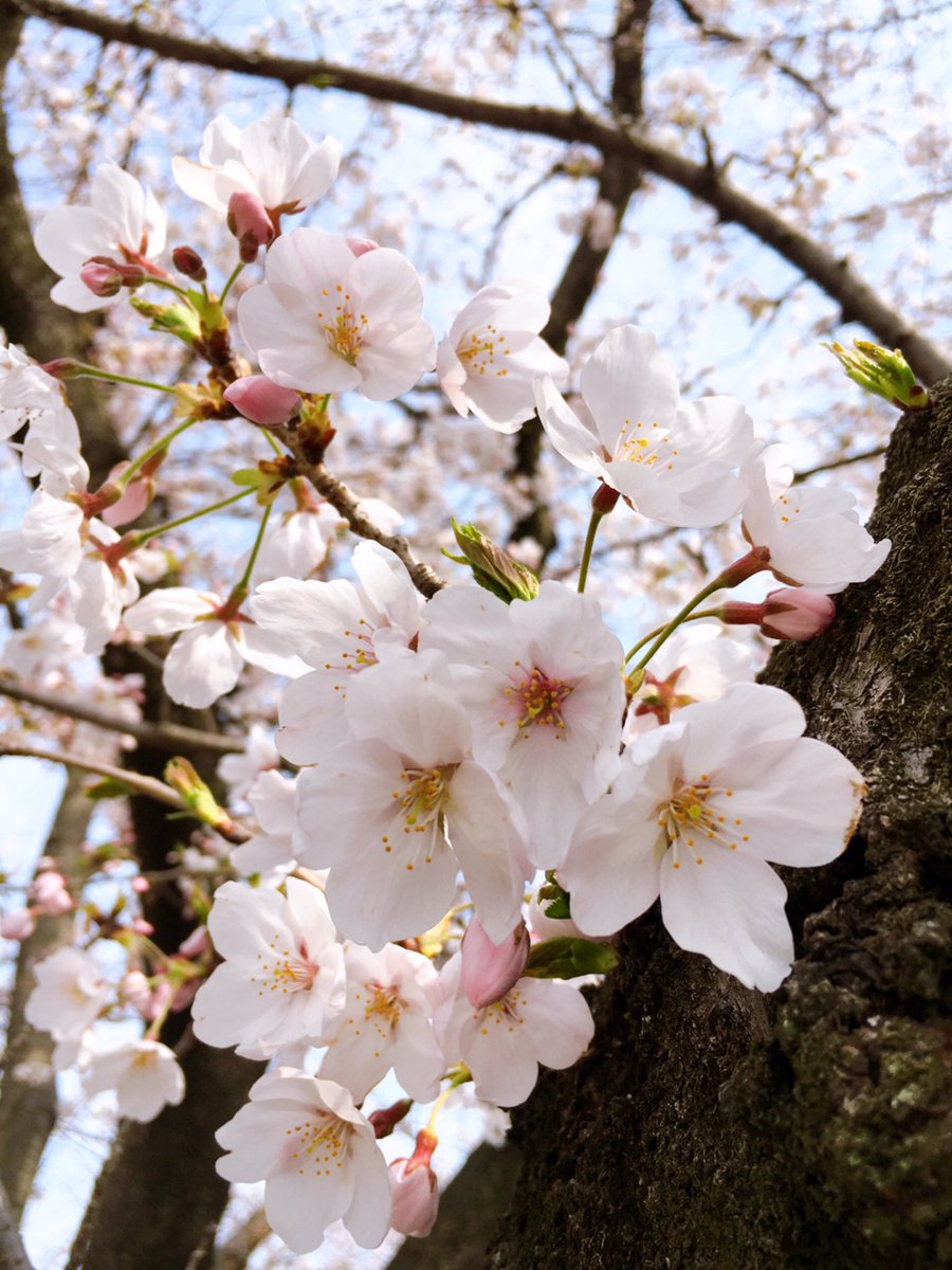 ktu_hrk's tweet photo. 🌸 https://t.co/j3u2h9qxLs